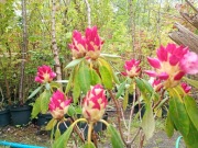 Rododendron różowy skalny karłowy inny