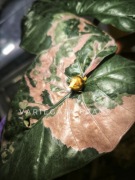 Alocasia Serendipity Pink variegata bulwa variegata alokazja