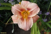 Hemerocallis / Liliowiec: Centuria