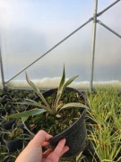 Yucca Variegata, 2L