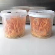 Cordyceps Militaris- podłoże przerośnięte grzybnią