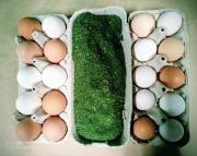 Susz mączka z lucerny dla kur