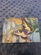 motyl motyle pocztówka karta pocztowa widokówka kolekcja nr 690