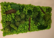 Panele ścienne z mchu