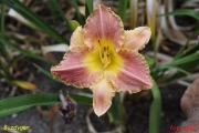Hemerocallis / Liliowiec: Buzdygan