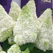 Hortensja bukietowa POLAR BEAR - sadzonka 3L- piękna i dobrze ukorzeniona