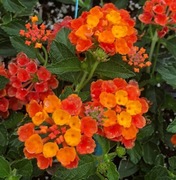Lantana  5n ,nasionka .  