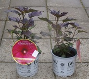 Hibiskus błotny w odm. Holy Grail