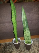 Sansevieria sansewieria trifasciata Silver Mist