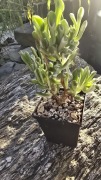 Grubosz Crassula Gollum Reverse Variegata