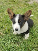 Corgi Cardigan piesek- 27 lat hodowli Rivulus FCI ZKwP 