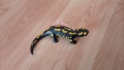 Schleich 14870 jaszczur ognisty