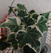 Roślina  domowa "bluszcz - Hedera Helix. "
