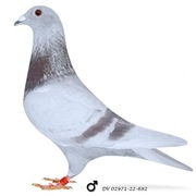 ***Top Prange prawdziwy unikat "***