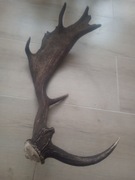 Mocny zrzut dzikiego daniela poroże rogi 