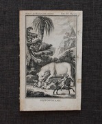 [RYCINA, MIEDZIORYT, XIX W.]