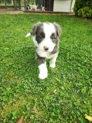 Border Collie Blue & White z niebieskimi oczami – metryka z PFH