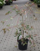 Klon palmowy w odm. Red Flamingo