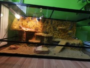 Terrarium dla agamy brodatej 