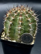 kaktus Echinopsis Rheingold hybryd 242 Pik As