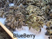 Zestaw świąteczny CBD CBG! 4 odmiany 40g + 5g haszyszu + 35g trymu gratis