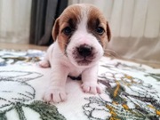 Jack Russell Terrier Szczenięta! 