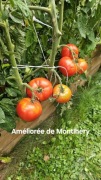 Améliorée de Montlhéry.Rzadka odmiana pomidora z Francji 