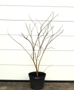 JUDASZOWIEC CHIŃSKI SHIROBANA * DUŻY OKAZ - KWITNĄCY * BIAŁY KWIAT