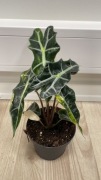 Alocasia Polly white-Yellow variegata