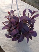 trzykrotka purple heart doniczka wisząca 