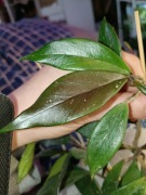 hoya-cieta w dniu wysyłki