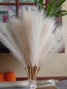 Kremowa trawa pampasowa 40 sztuk 