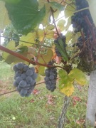 Winogrona z uprawy eko 