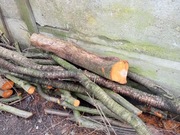 Pnie drzewek owocowych (śliwa i wiśnia)