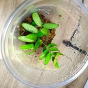 Pnącze do wiwarium Marcgravia sp.