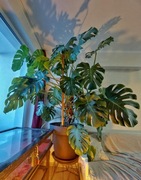 Monstera Deliciosa – 1,5 m, gęsta i zdrowa 