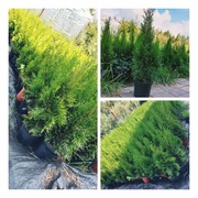 Tuje szmaragd, tujki, iglaki w doniczkach ok.45cm 