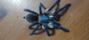 MONOCENTROPUS BALFOURI 1,5-2DC   20 SZTUK 