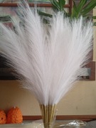 Biała trawa pampasowa 40 sztuk 