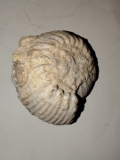 AMONIT - skamieniałość do kolekcji lub dekoracji