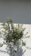 Oliwka bonsai olea europea 