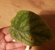 Monstera dubia rosnąca 