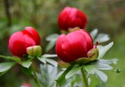 Piwonia Paeonia peregrina Serbia 