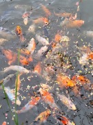 Karp ozdobny idealny do oczek i stawów