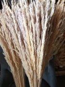 Trawa leśna trzcinnik zboże suszone naturalne trawy susz na palmy wianki 