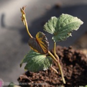 Sadzonki batata pyszny ziemniak