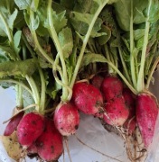 Rzodkiewka świeżo rwana sprzedaż na Pęczki