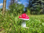 Muchomorek na szydełku