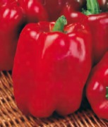 Papryka Quadrato ASTI rosso - Nasiona Holenderskie