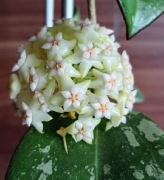 Hoya Snow leopard 